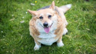 Overweight corgi