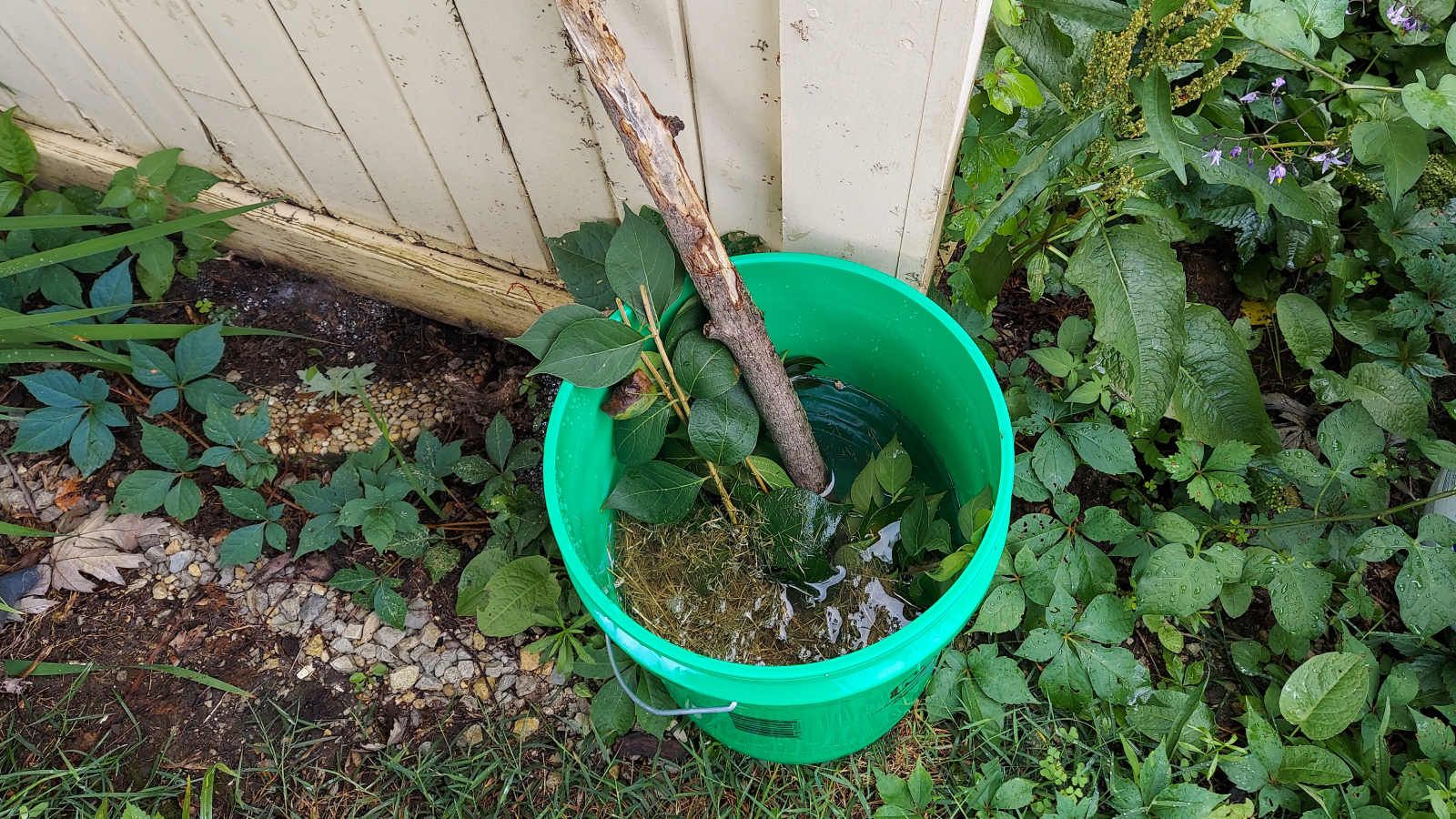 Green mosquito doom bucket sits in shady area