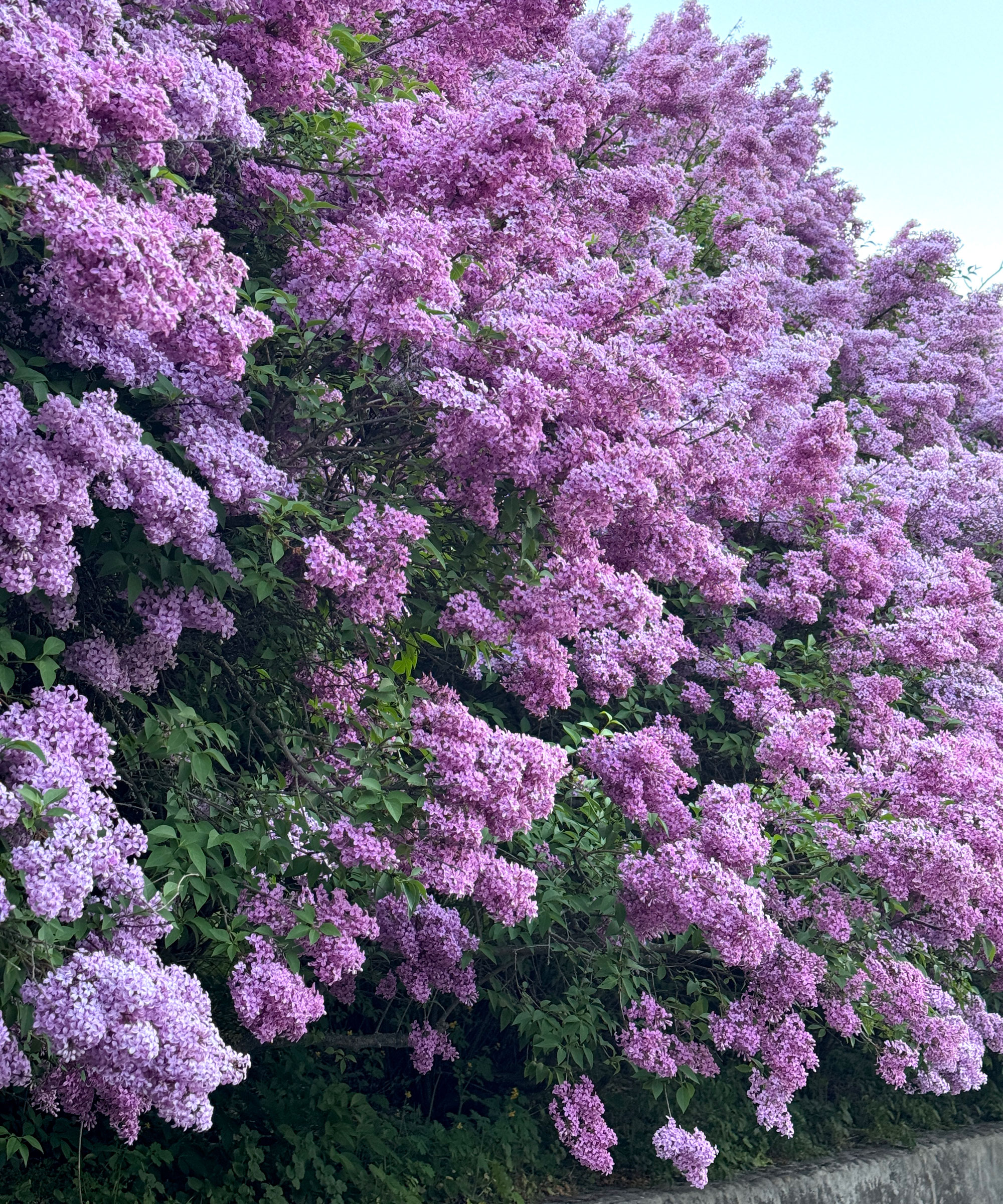 large lilac shrub filled with purple flower panicles