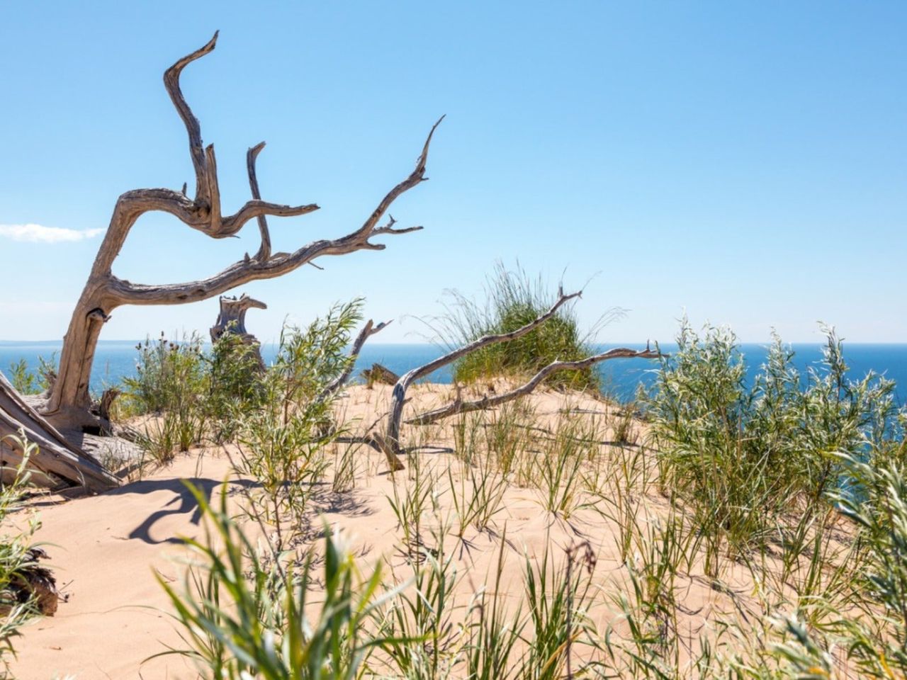 Grass growing out of a sand dune with the water in the background