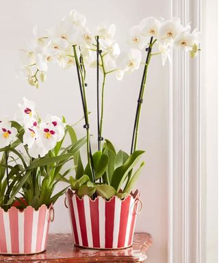 Two orchids in pink, red and white striped planters