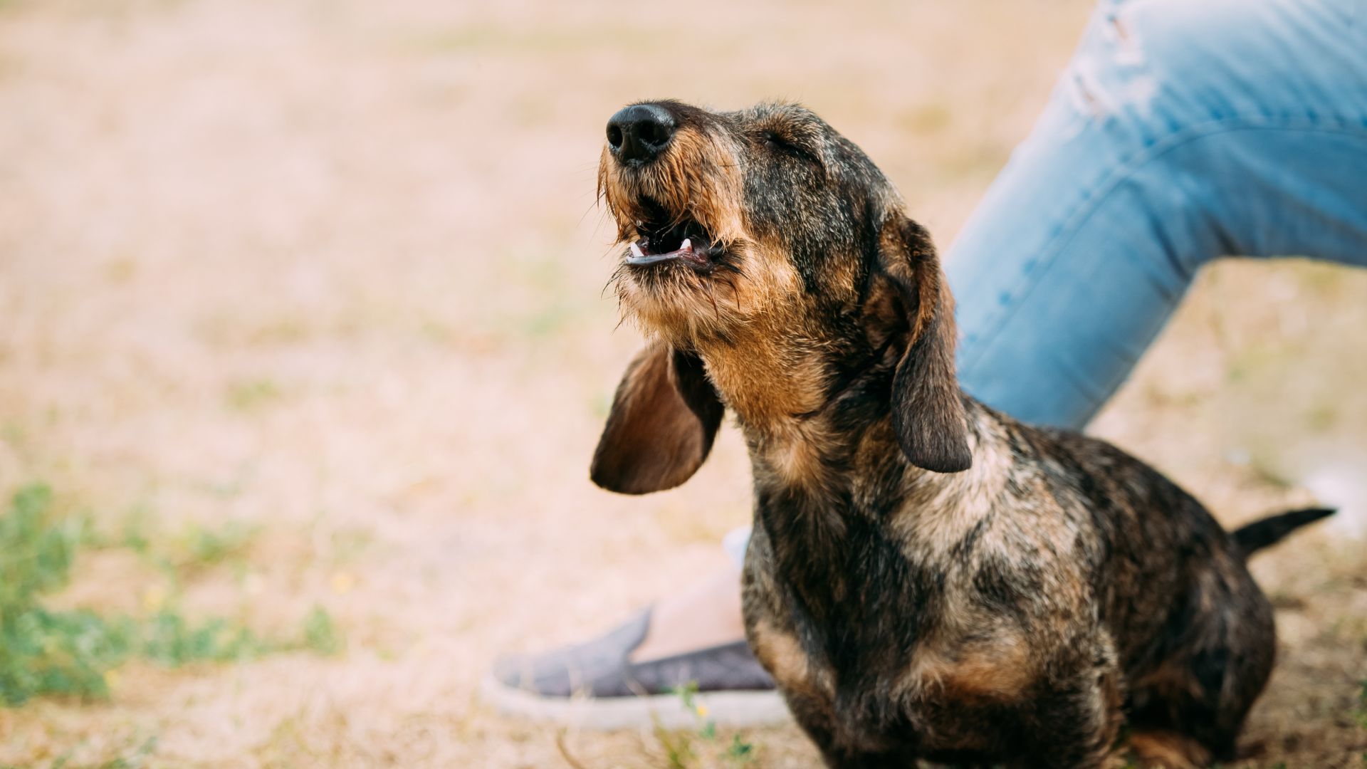 wire haired dachshund barking