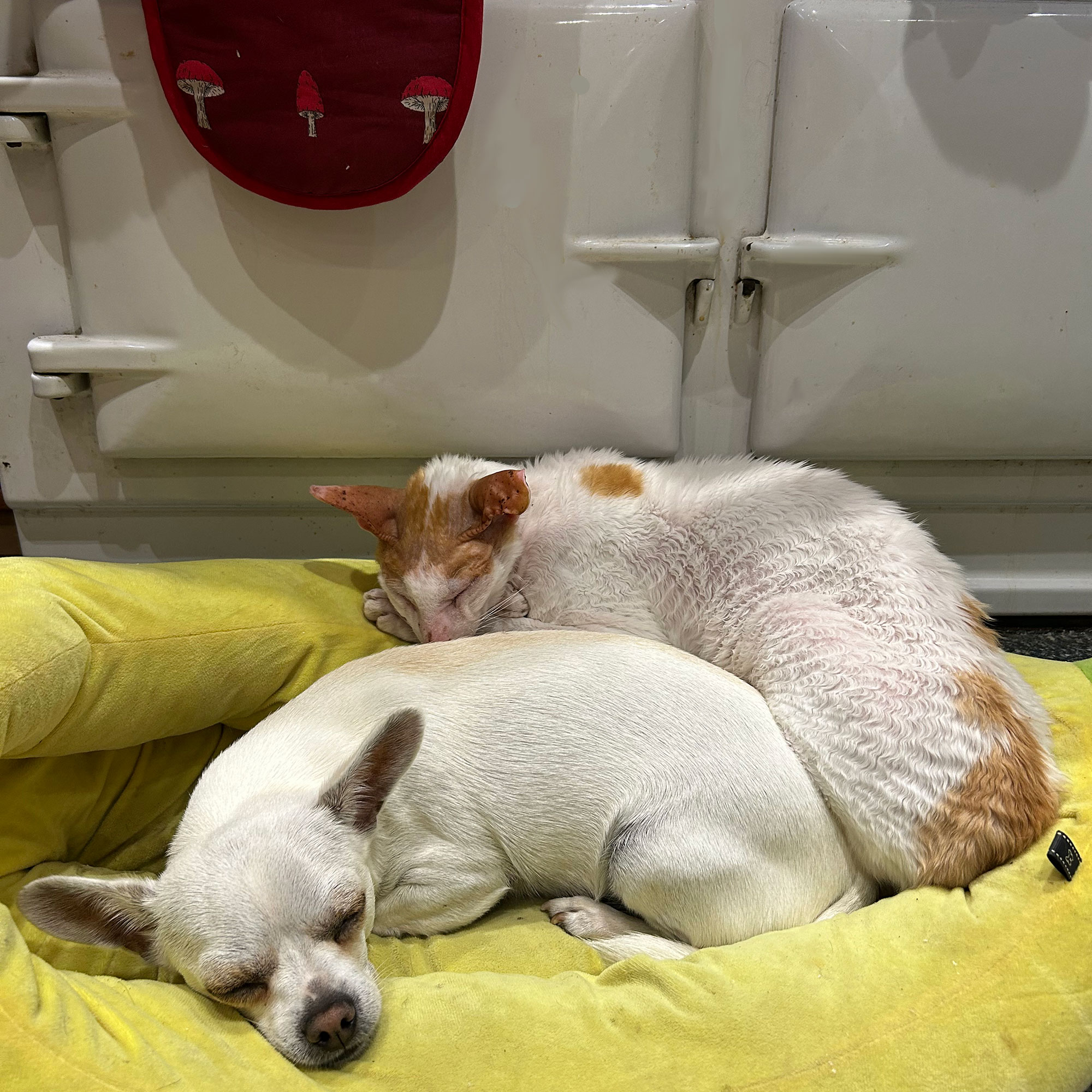 Dog and cat curled up on yellow cushion in front of Aga oven