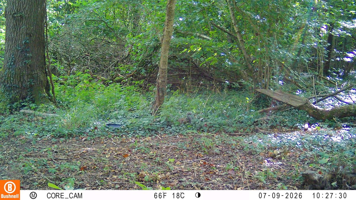 Sample images from the Bushnell Core S-4K No Glow trail camera