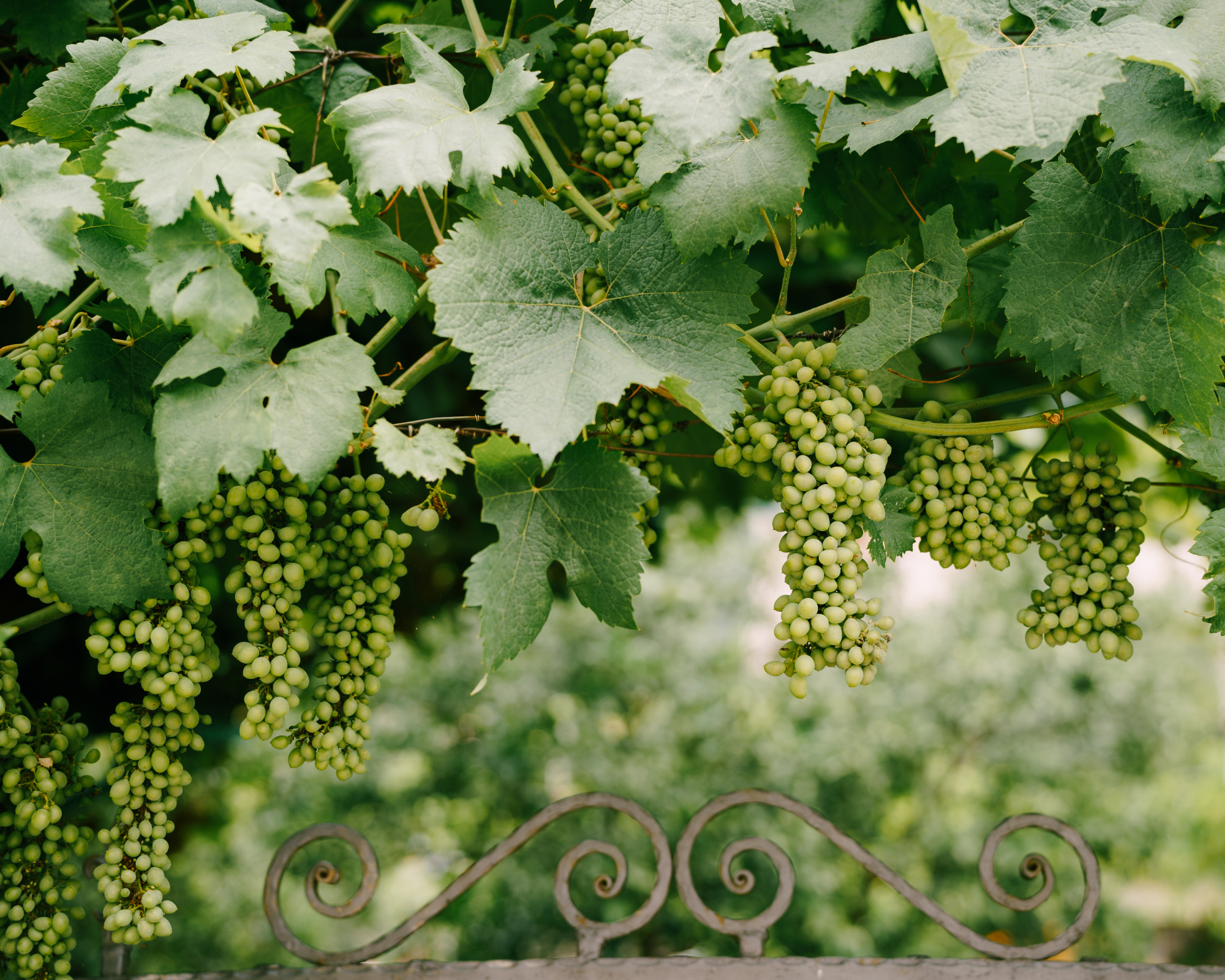 Bunches of grapes in green leaves on an arch in the yard.