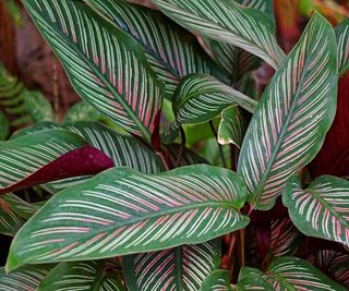 Close-up dark green and pink pinstriped leaves of calathea plant
