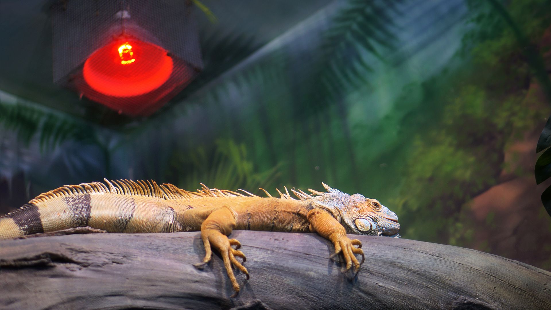 Iguana basking on log