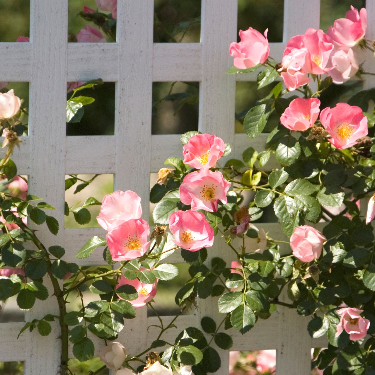 wild rose growing on white trellis