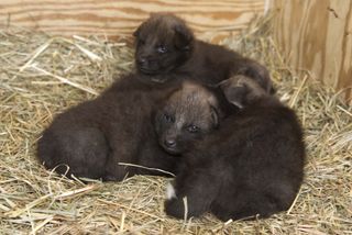 A litter of maned wolf pups born at the Smithsonian.