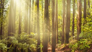 A sun-dappled forest trail
