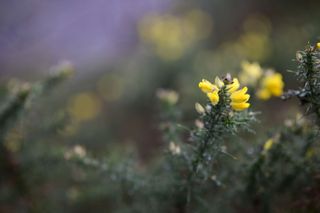 Viltrox AF 85mm F1.4 Pro lens sample gallery: yellow gauze, focused on one flower