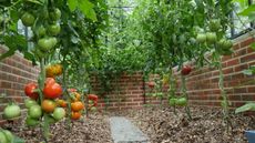 Tomatoes growing in a greenhouse with leaf mulch