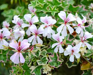 Ivy geranium flowers