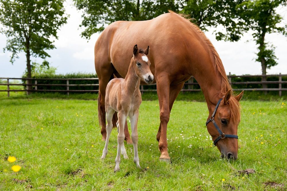 foal with mare eating