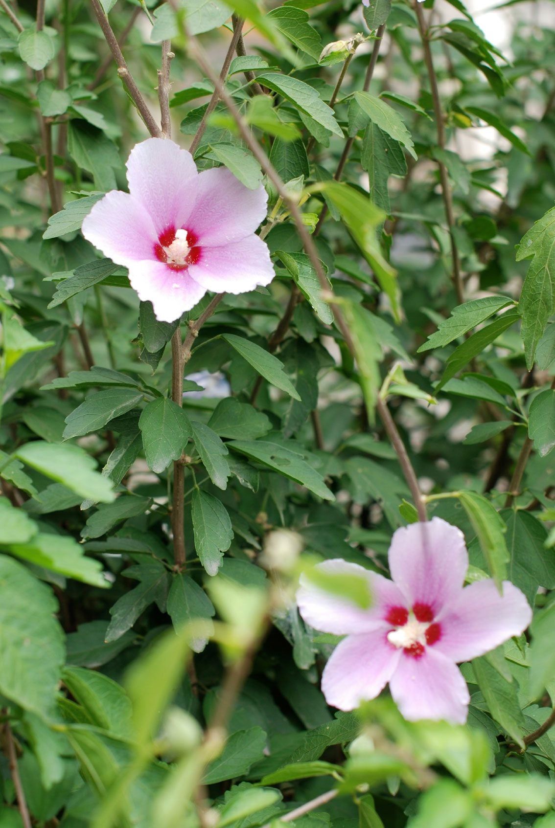 Pink Hibiscus Flowers