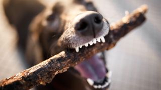 A close up of a dog chewing a stick