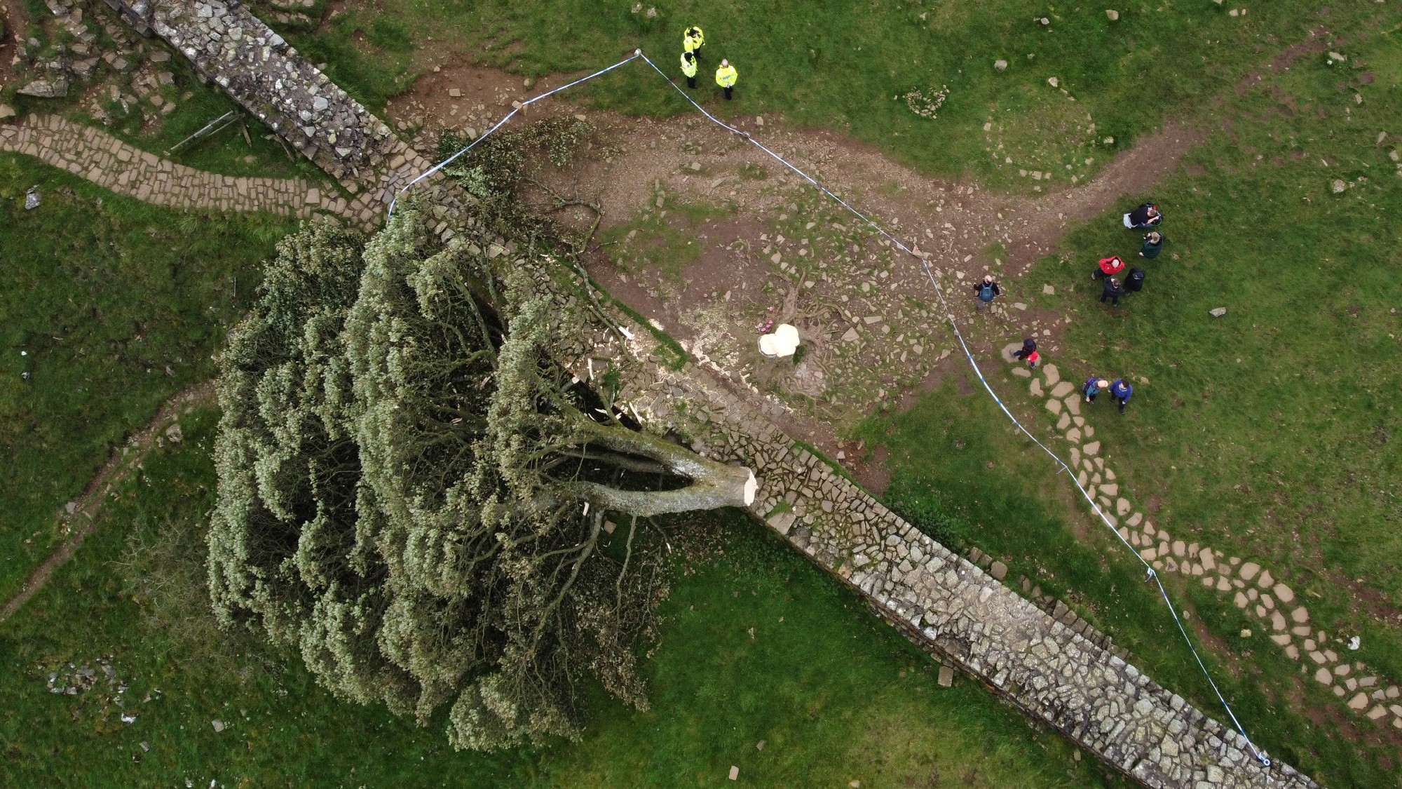 An aerial view of the felled Sycamore Gap tree, near Hexham in northeast England
