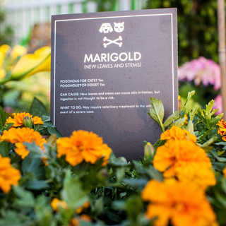 marigold plant in garden