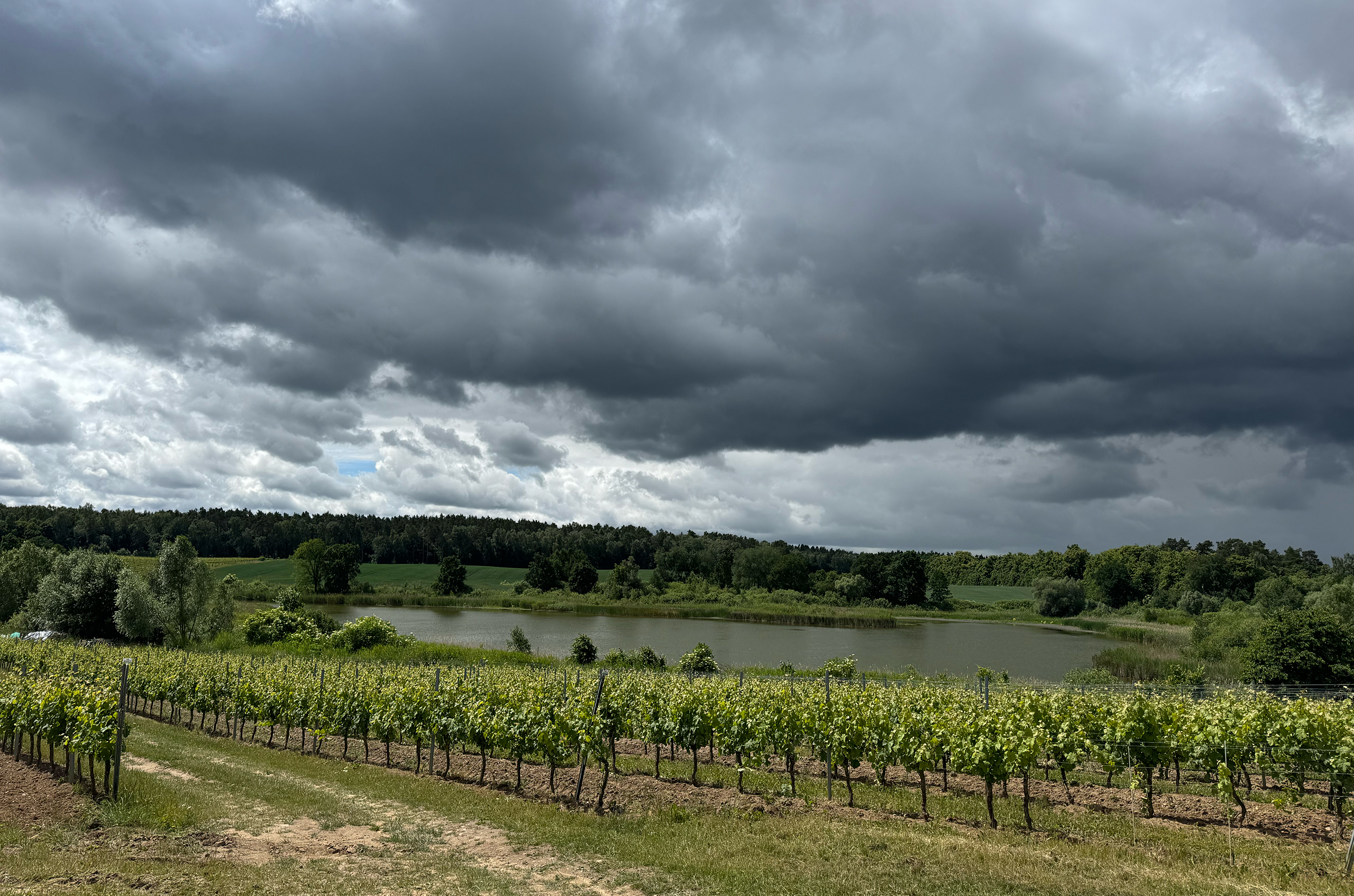 Winnica Turnau's lakeside vineyard in Baniewice