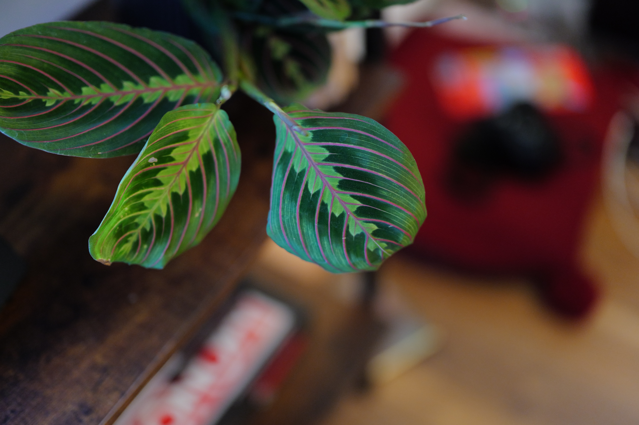 A photo taken on a Leica SL3 full frame mirrorless camera