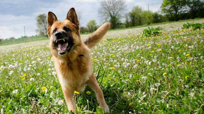 How to handle dog aggression: Vet solves 5 common behavioral problems ...