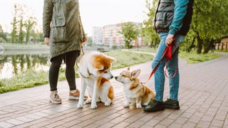 Two dog owners walk with their dogs Akita Inu and Corgi in the park by the lake in the early morning 