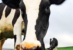 Genetically modified cows that produce human breast-milk
