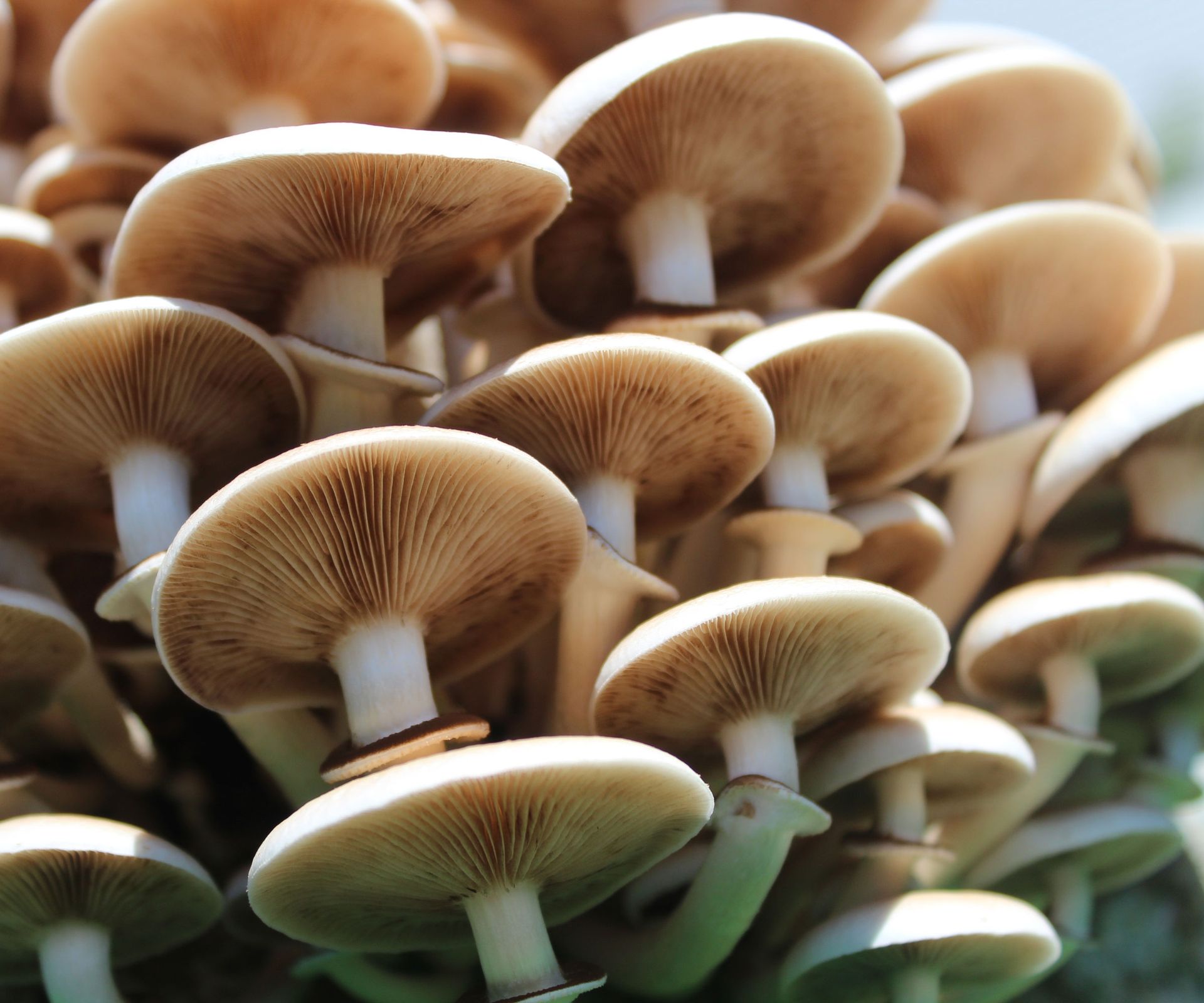pioppino mushrooms growing on log