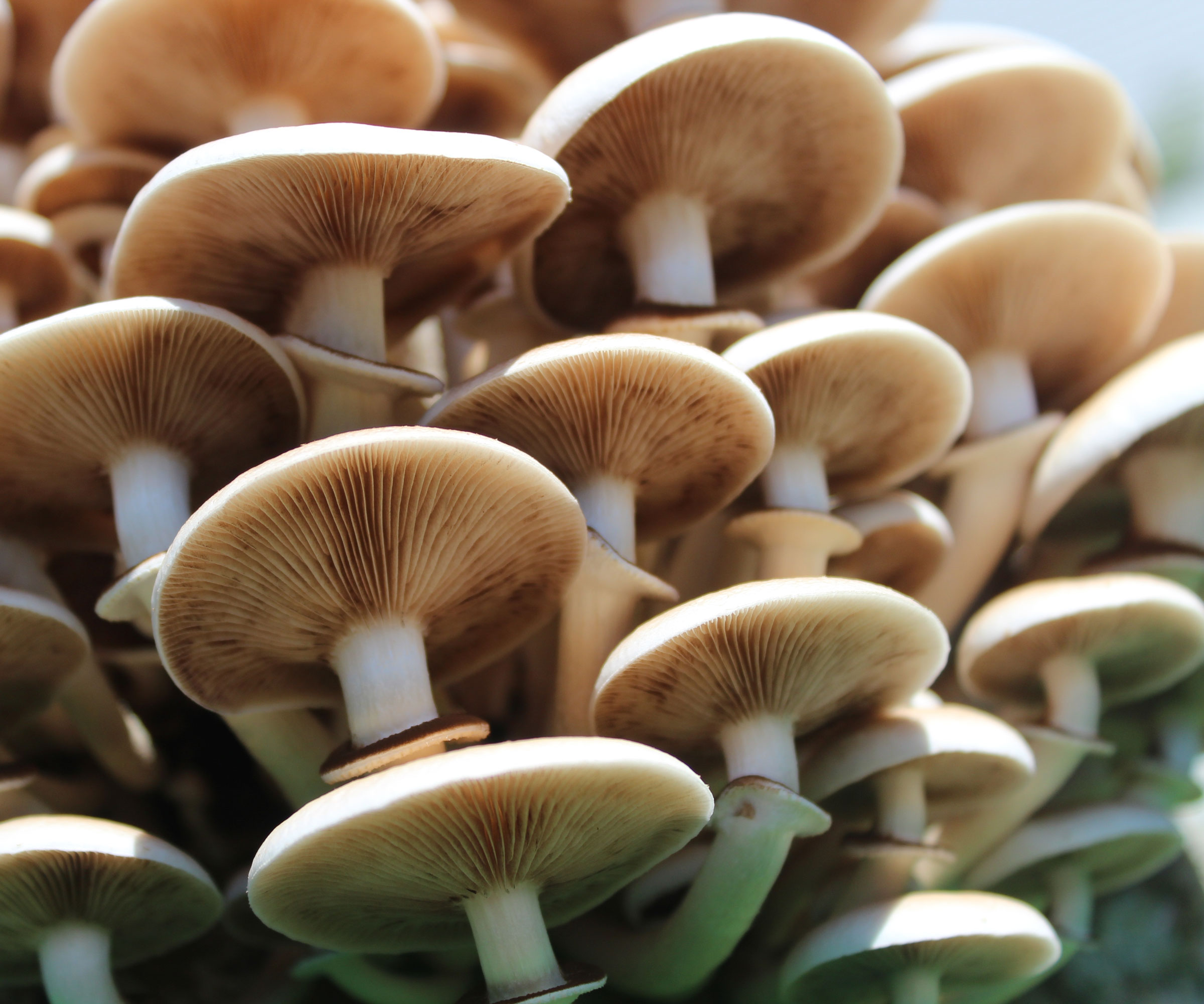 pioppino mushrooms growing on log