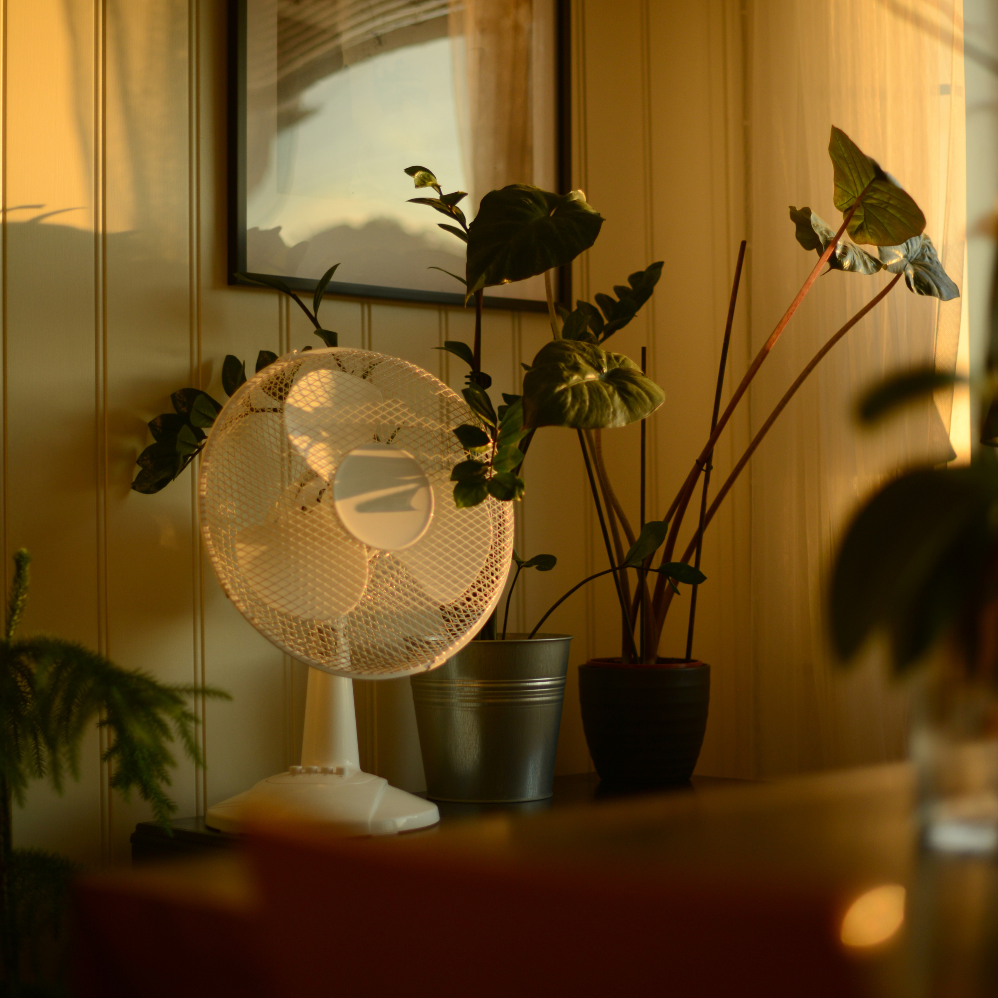 Fan next to houseplants in early evening light.