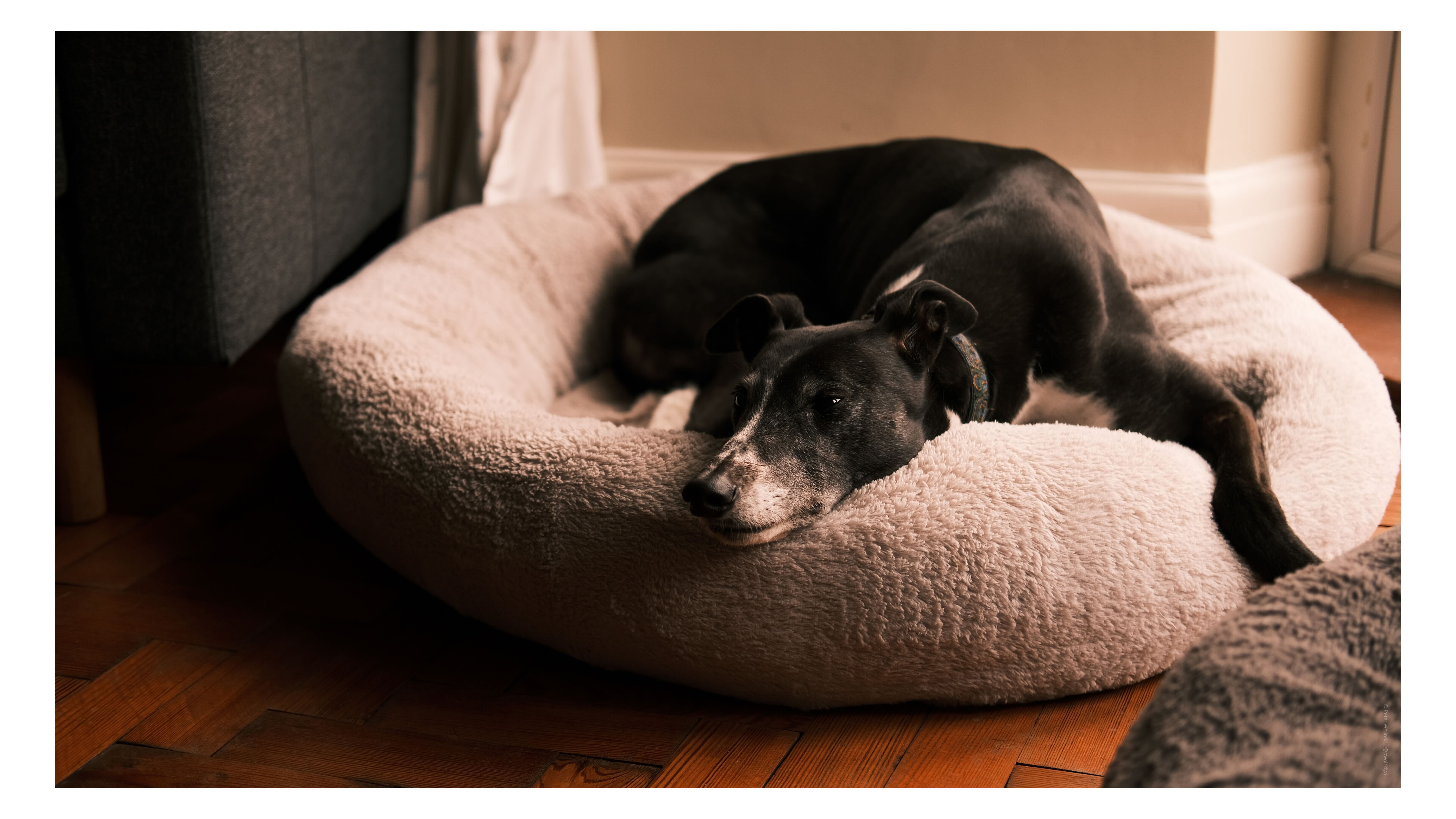 A photo of a dog taken on the Fujifilm X-E4