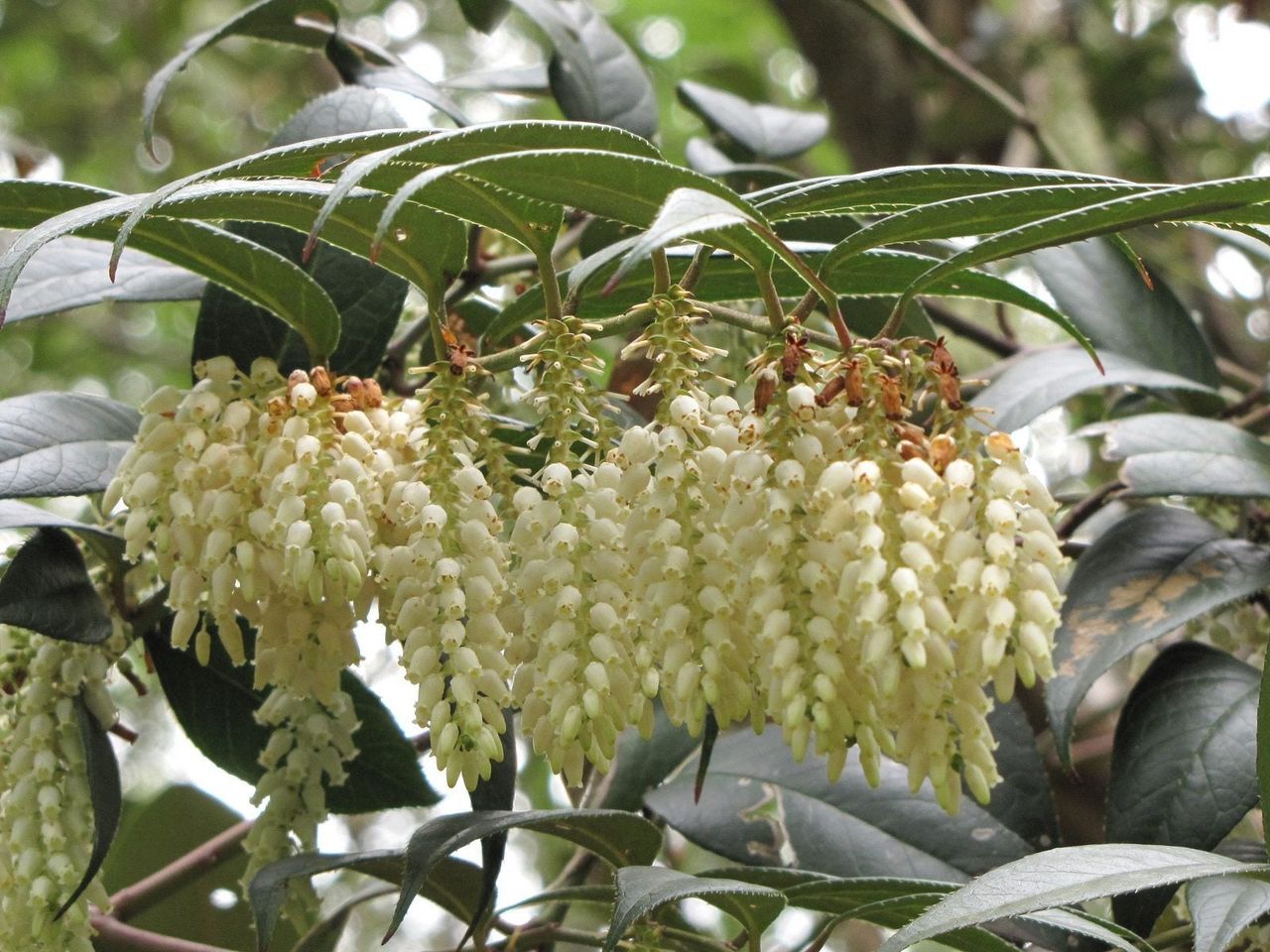 Fetterbush Plant