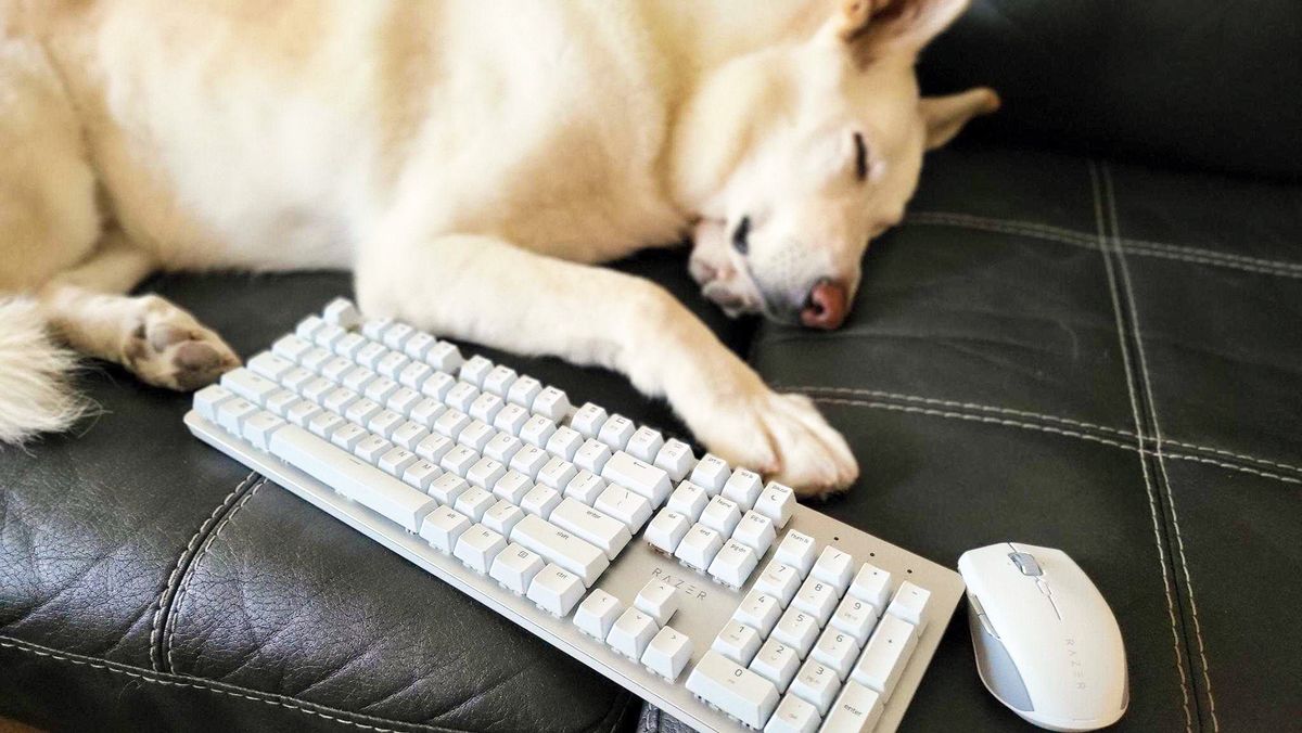 Razer Productivity products next to a fluffy and sleepy dog