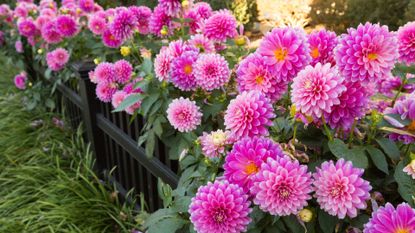 A patch of pink dahlias in bloom