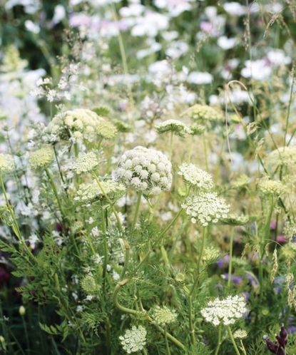 Diane Keaton's backyard epitomizes the rewilding trend | Homes & Gardens