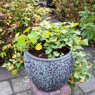 Sweet potato plant in a pot