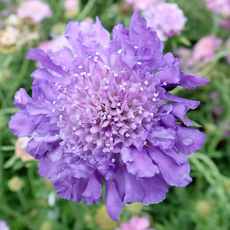 Close-up of Scabious 'Butterfly Blue' 