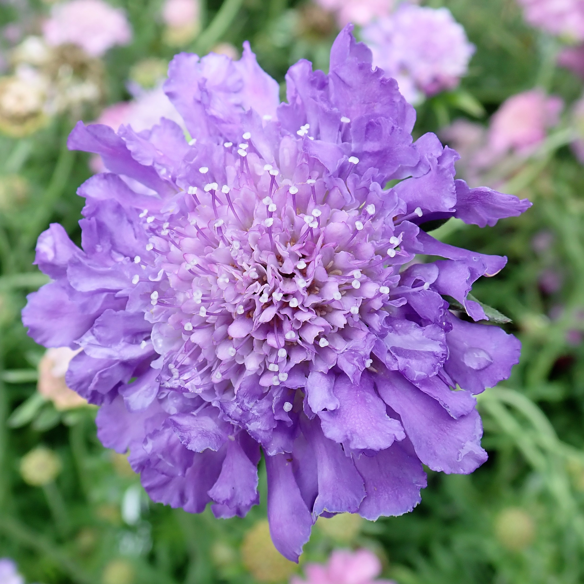 Close-up of Scabious 'Butterfly Blue' 