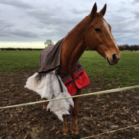 “Dakota Boy or Hooky to his friends, is an ex-racehorse and well known rug trasher. He decided to make his own modifications to his rug with a little help from his field mates. Full neck to neckless in 60 seconds! One of six unrecoverable ‘modifications’ so far this year… Doesn’t he look proud of his work?” — Laura Johnson