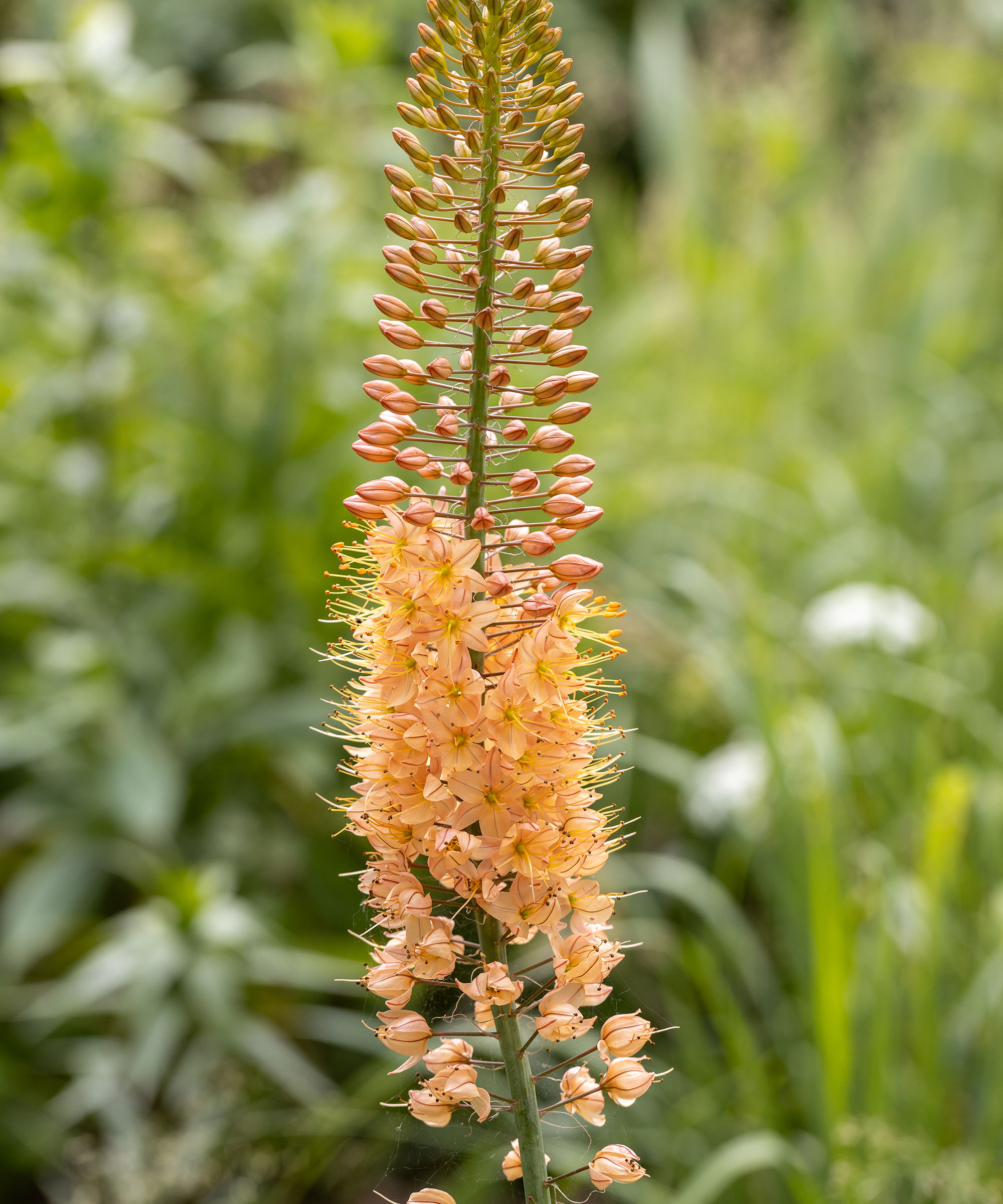 Perennials to plant in October