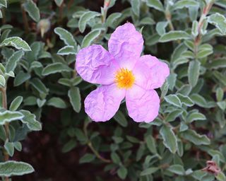 Pink flowers and grey leaves of cistus Jester