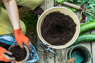 potting up plants using peat-free compost