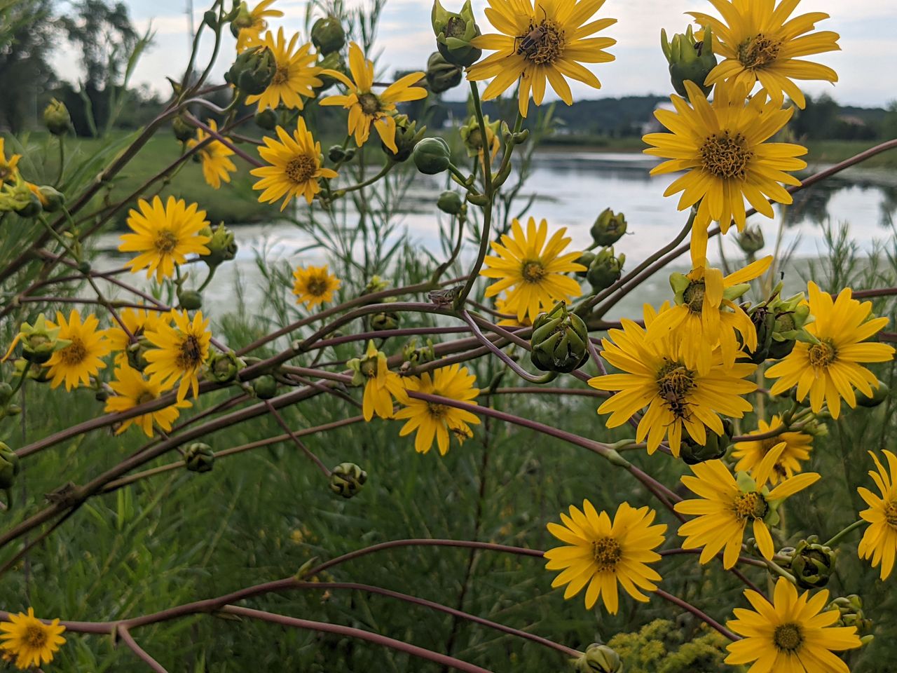 Pixel 5a camera samples
