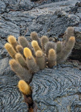 Galápagos Islands for lava cactus