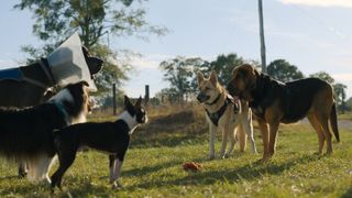 Hunter (Randall Park), Maggie (Isla Fisher), Bug (Jamie Foxx) and Rolf (Rob Riggle) in Strays