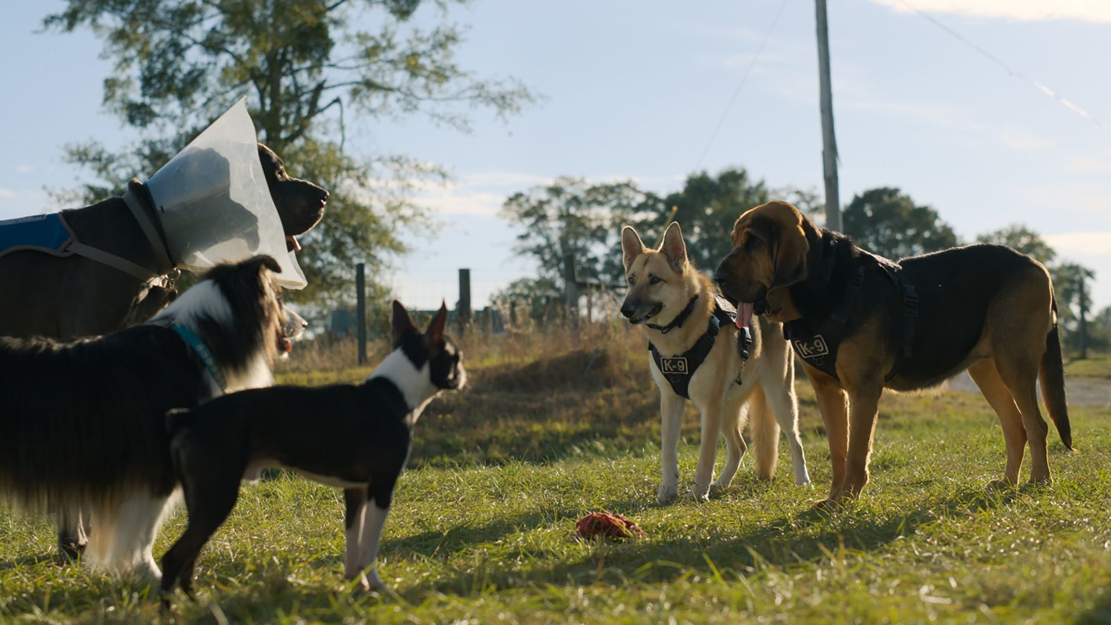 Meet the Strays cast: who voices the dogs in the comedy | What to Watch