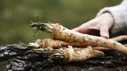 Freshly harvested horseradish roots