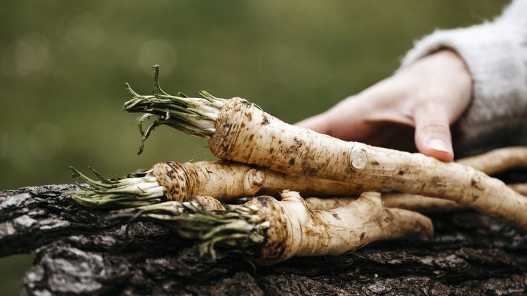 How to harvest horseradish - tips from a professional grower | Homes