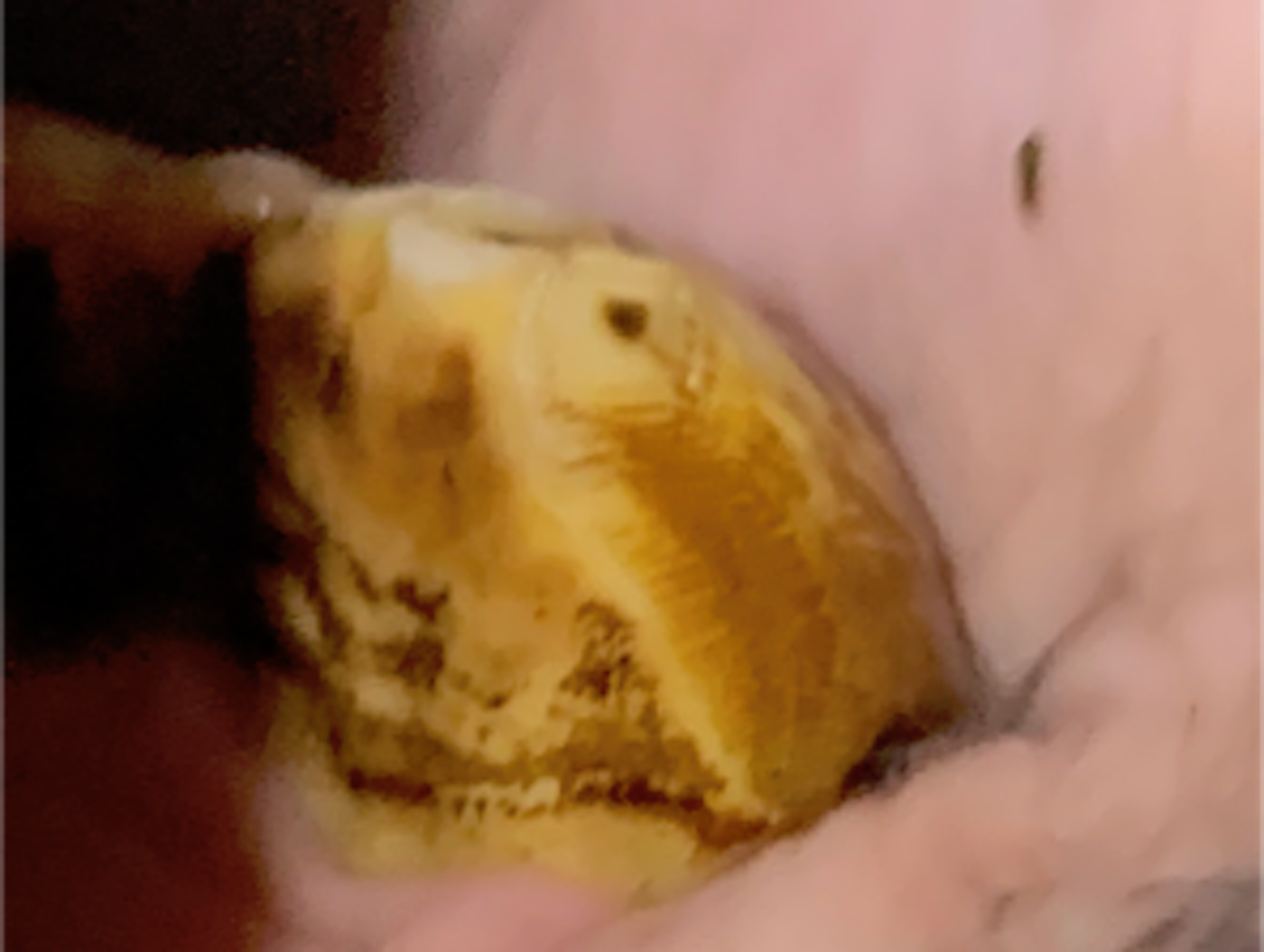 Tooth.png