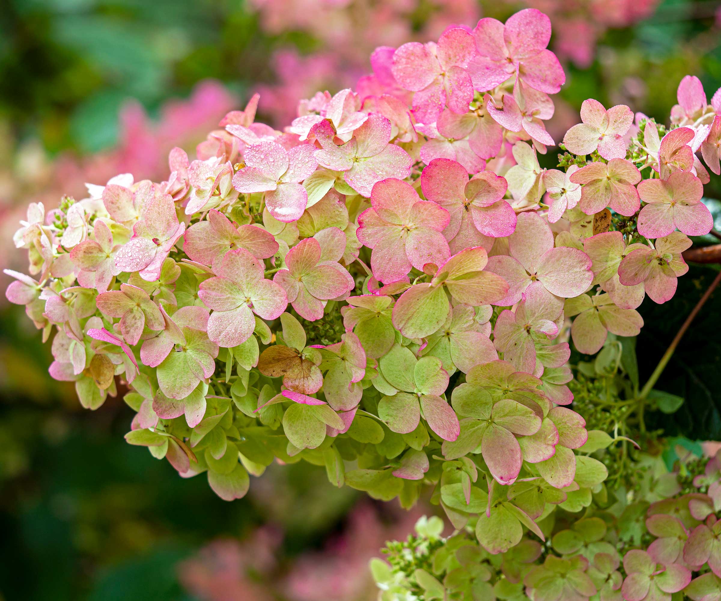 pink paniculata hydrangea